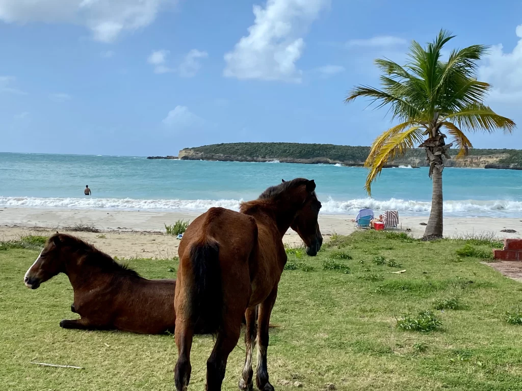 Playa Caracas